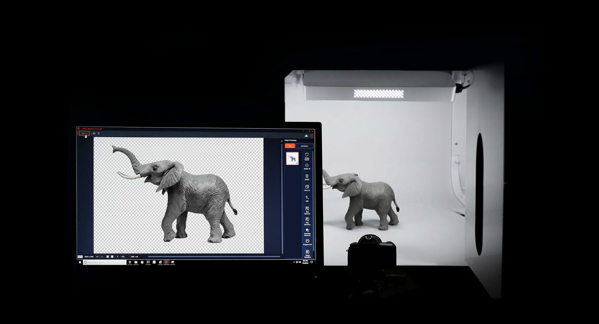 elephant-ortery-top-light-advantages-contrast-
